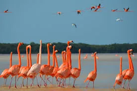 Imagen de Conoce el mundo maya relacionada con el tratamiento de psoriasis